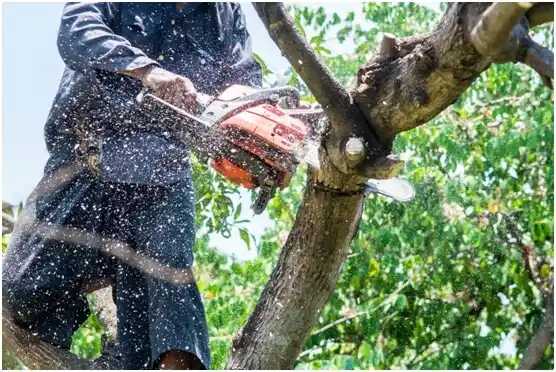 tree services Monserrate